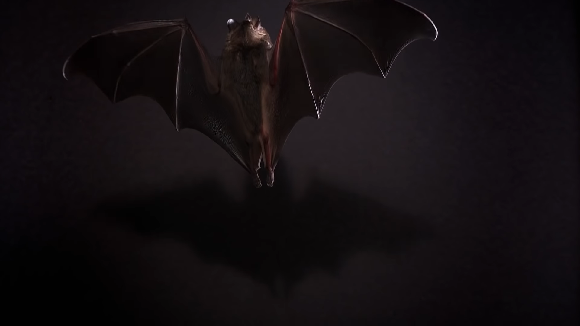 Can you pet a bat or would it just fly around then leave you?