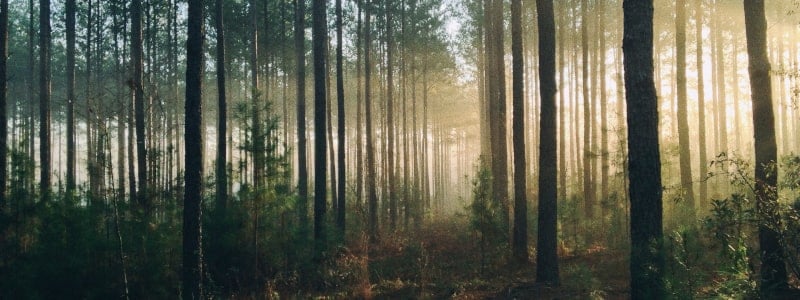 1 Book= How Many Trees? (And What Type of Trees)